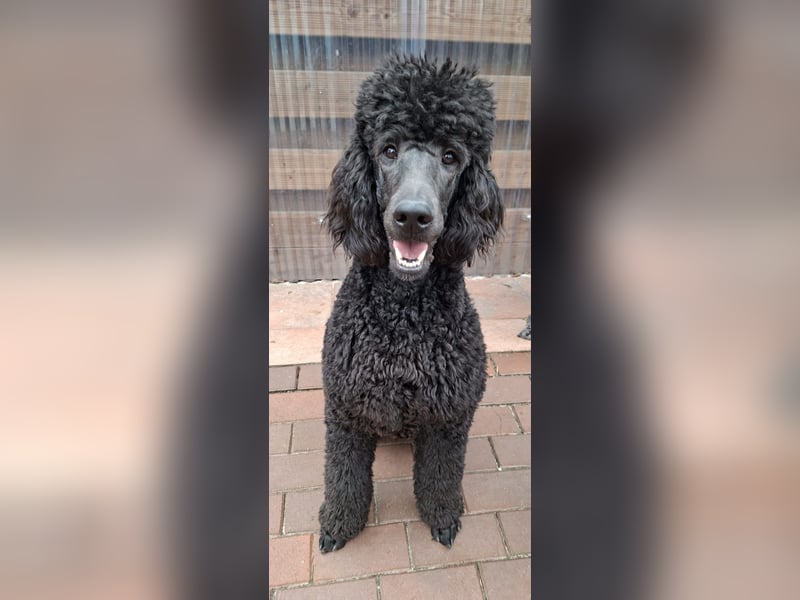 Großpudel / Königspudel Junghunde in schwarz mit DPK-VDH-FCI Papieren und EU-Heimtierpass