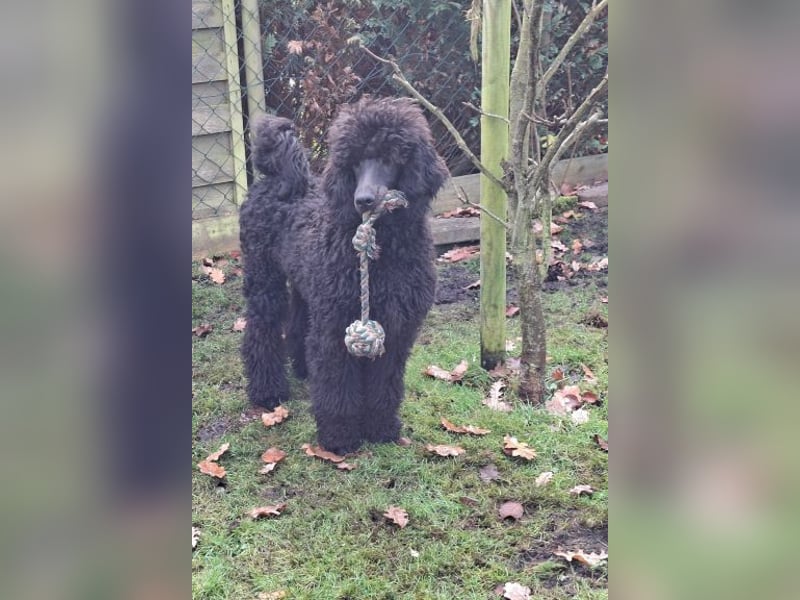 Großpudel / Königspudel Welpen 5 Monate alt  in schwarz mit DPK-VDH-FCI Papieren und EU-Heimtierpass