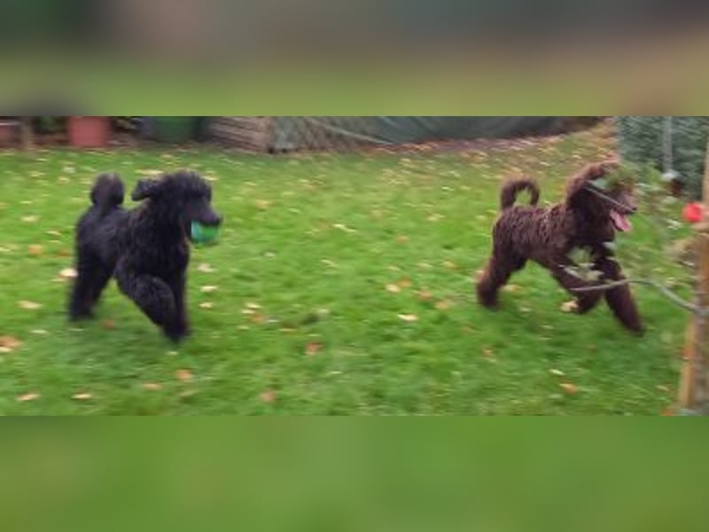 Großpudel Welpen in schwarz und braun mit DPK-VDH-FCI Papieren und EU-Heimtierpass