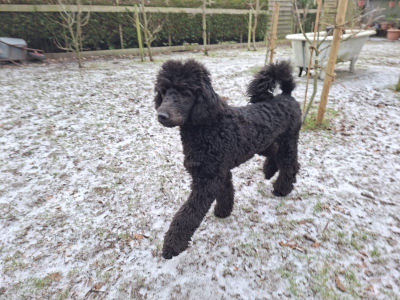 Großpudel / Königspudel Junghunde in schwarz mit DPK-VDH-FCI Papieren und EU-Heimtierpass