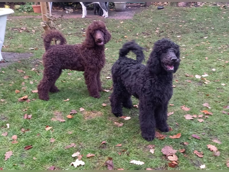 Großpudel Welpen in schwarz und braun mit DPK-VDH-FCI Papieren und EU-Heimtierpass