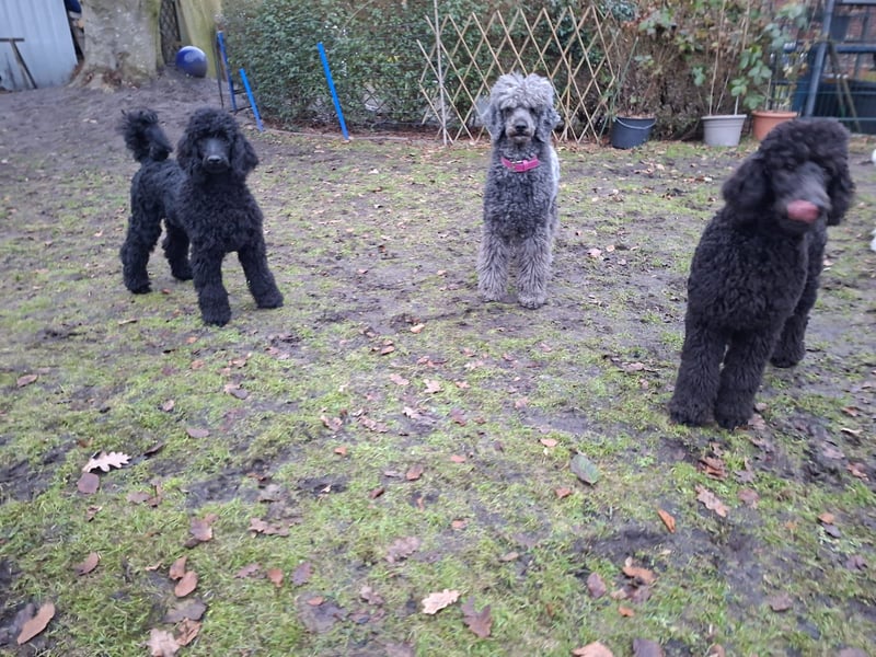 Großpudel / Königspudel Junghunde in schwarz mit DPK-VDH-FCI Papieren und EU-Heimtierpass