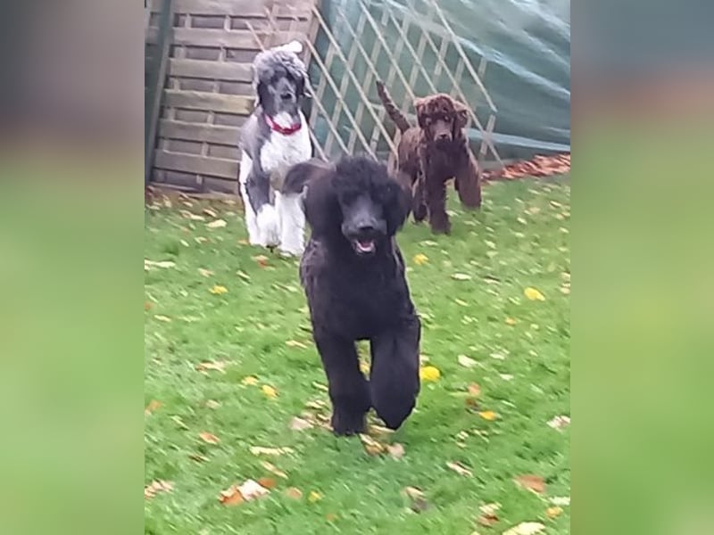 Großpudel Welpen in schwarz und braun mit DPK-VDH-FCI Papieren und EU-Heimtierpass