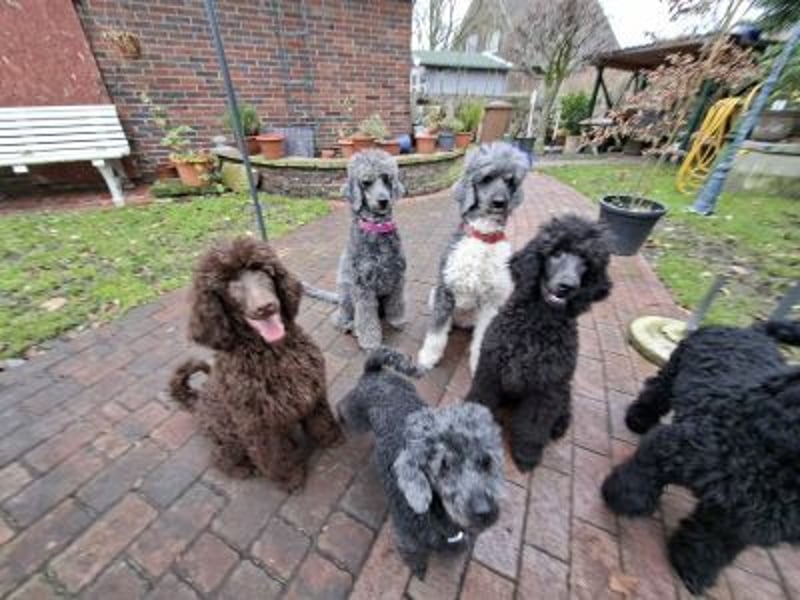 Großpudel / Königspudel Welpen 5 Monate alt  in schwarz mit DPK-VDH-FCI Papieren und EU-Heimtierpass