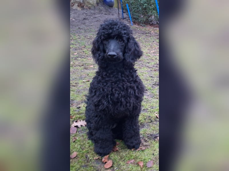 Großpudel / Königspudel Junghunde in schwarz mit DPK-VDH-FCI Papieren und EU-Heimtierpass