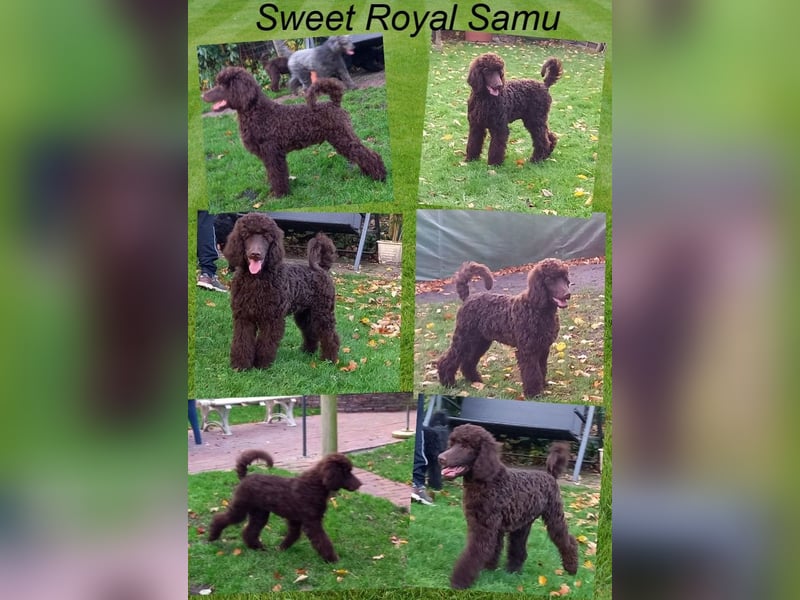 Großpudel Welpen in schwarz und braun mit DPK-VDH-FCI Papieren und EU-Heimtierpass