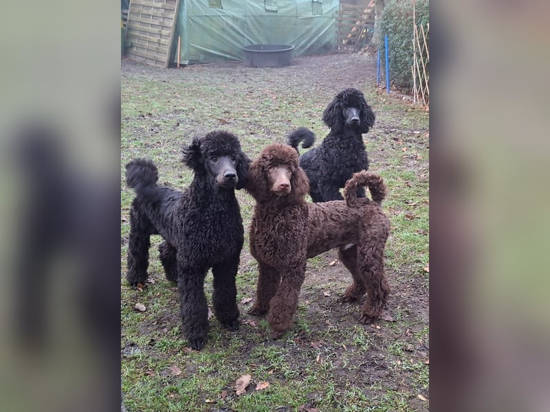 Großpudel / Königspudel Welpen 5 Monate alt  in schwarz mit DPK-VDH-FCI Papieren und EU-Heimtierpass