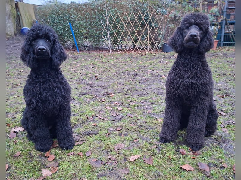 Großpudel / Königspudel Junghunde in schwarz mit DPK-VDH-FCI Papieren und EU-Heimtierpass