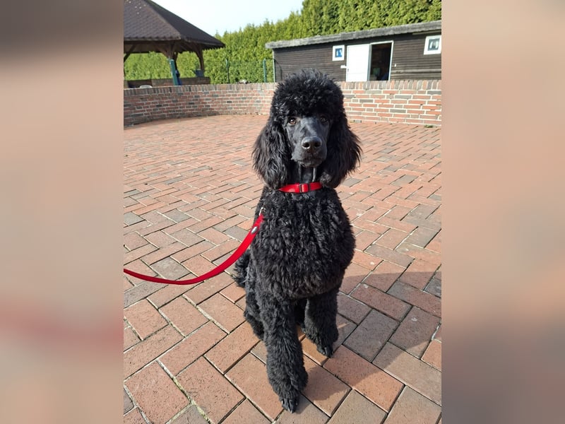 Großpudel / Königspudel Junghunde in schwarz mit DPK-VDH-FCI Papieren und EU-Heimtierpass