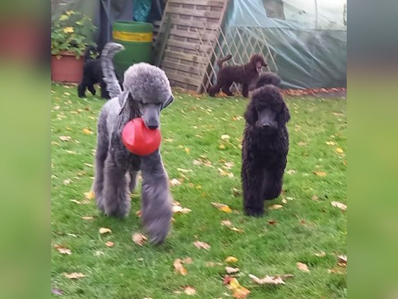 Großpudel Welpen in schwarz und braun mit DPK-VDH-FCI Papieren und EU-Heimtierpass
