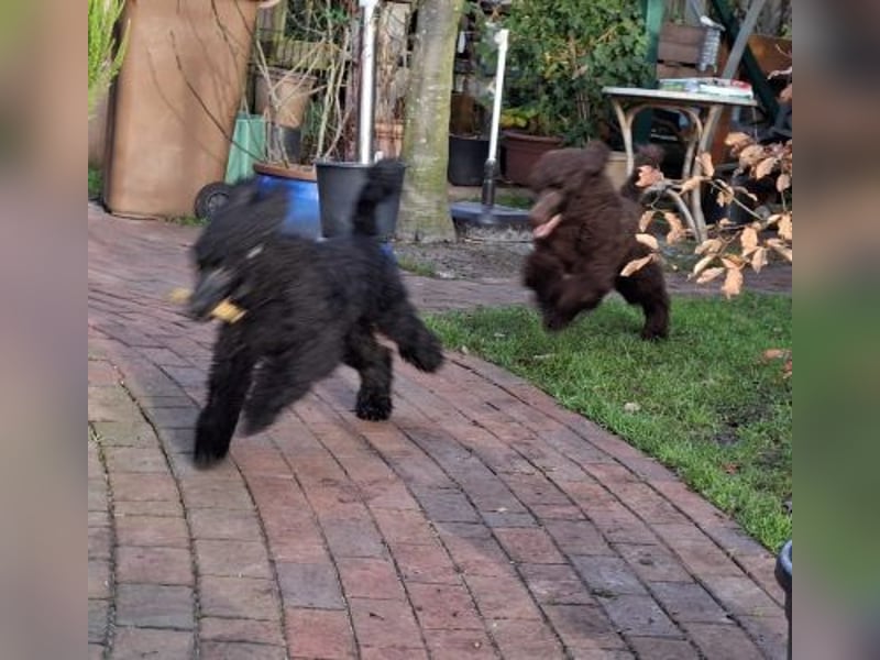 Großpudel / Königspudel Welpen 5 Monate alt  in schwarz mit DPK-VDH-FCI Papieren und EU-Heimtierpass