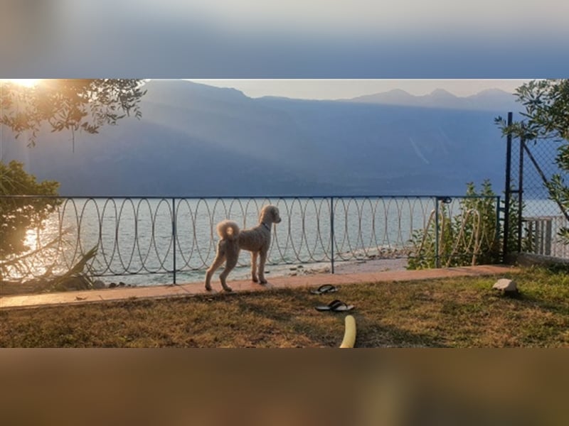 Pudel-Deckrüde Großpudel Rio vom Kirschgarten fawn/creme-weiß