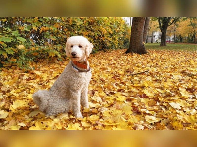 Pudel-Deckrüde Großpudel Rio vom Kirschgarten fawn/creme-weiß