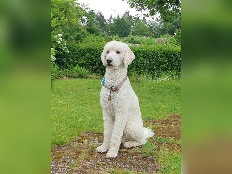 Pudel-Deckrüde Großpudel Rio vom Kirschgarten fawn/creme-weiß