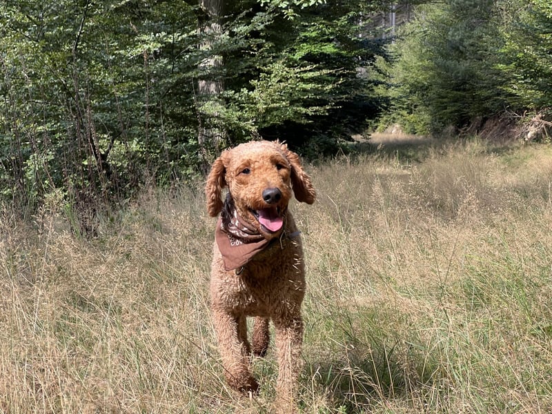 Großpudel Deckrüde (kein Verkauf)
