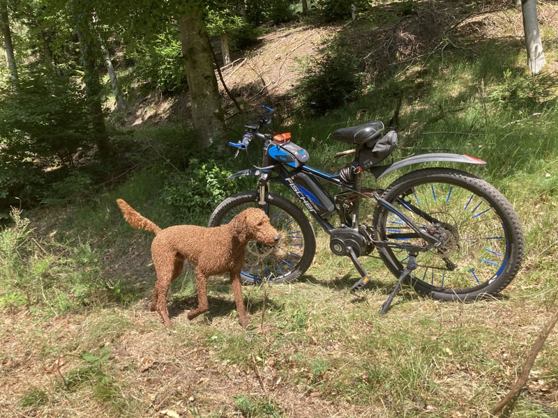 Großpudel Deckrüde (kein Verkauf)