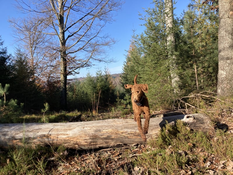 Großpudel Deckrüde (kein Verkauf)