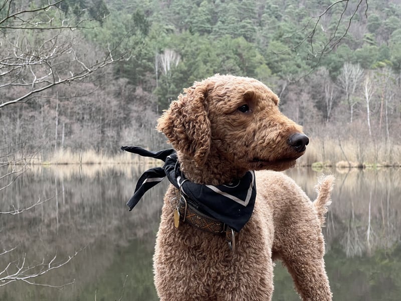Großpudel Deckrüde (kein Verkauf)