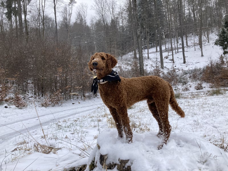 Großpudel Deckrüde (kein Verkauf)