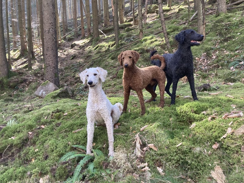 Großpudel Deckrüde (kein Verkauf)