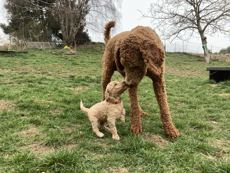 Großpudel Deckrüde (kein Verkauf)