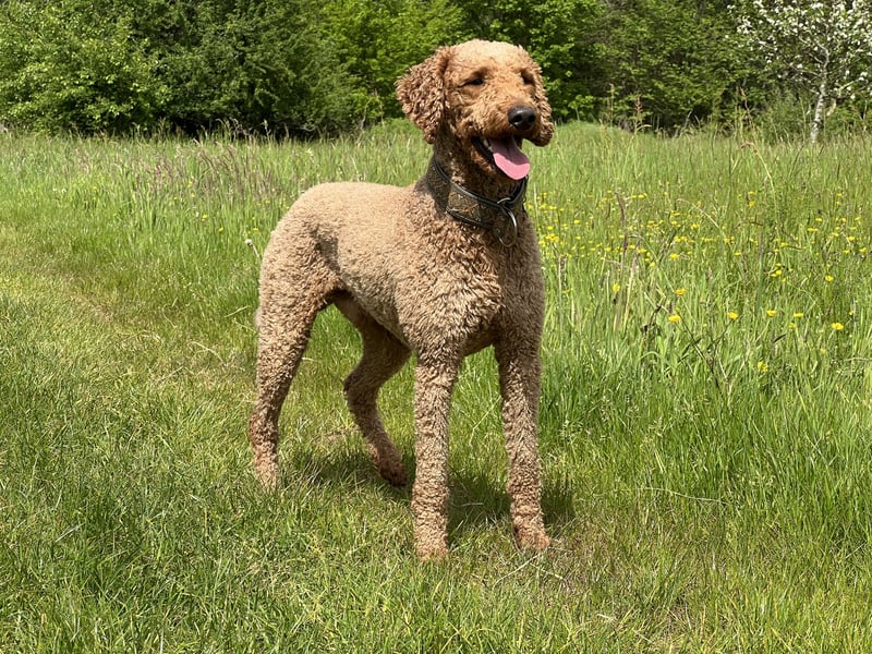 Großpudel Deckrüde (kein Verkauf)