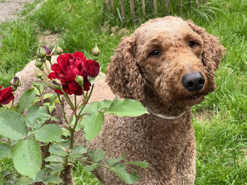 Großpudel Deckrüde (kein Verkauf)