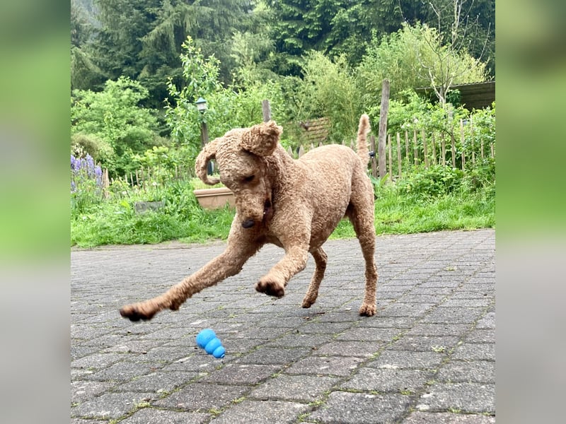 Großpudel Deckrüde (kein Verkauf)