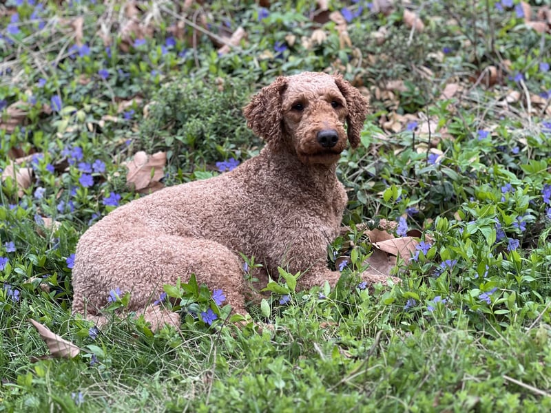 Großpudel Deckrüde (kein Verkauf)