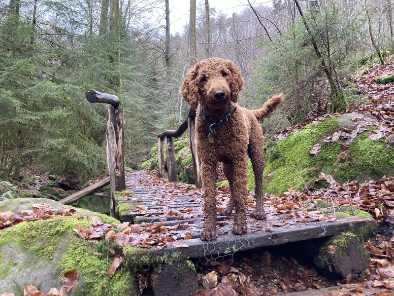 Großpudel Deckrüde (kein Verkauf)