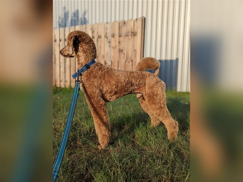 Deckrüde Großpudel für Pudel und Doodle mit ZTP