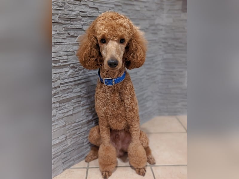 Deckrüde Großpudel für Pudel und Doodle mit ZTP