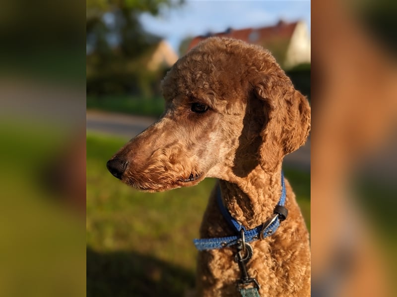 Deckrüde Großpudel für Pudel und Doodle mit ZTP