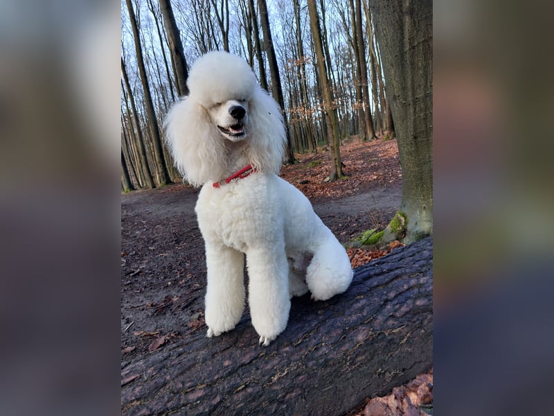 Großpudel Deckrüde /kein Verkauf