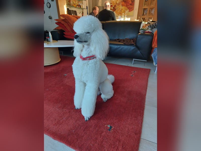 Großpudel Deckrüde /kein Verkauf