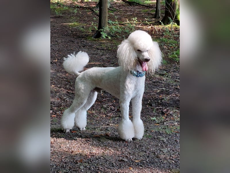Großpudel Deckrüde /kein Verkauf