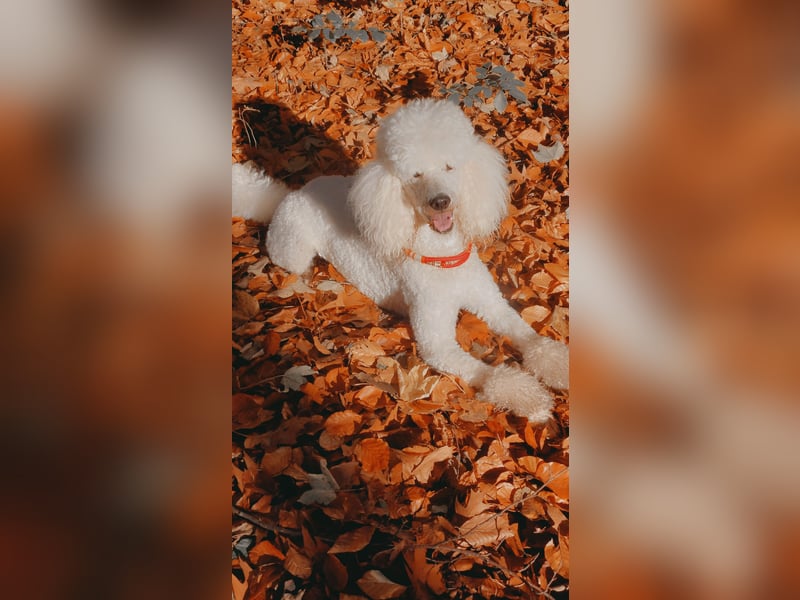 Großpudel Deckrüde /kein Verkauf