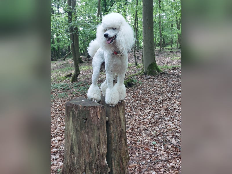Großpudel Deckrüde /kein Verkauf