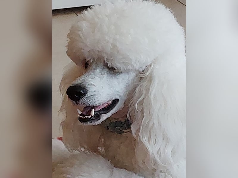 Großpudel Deckrüde /kein Verkauf