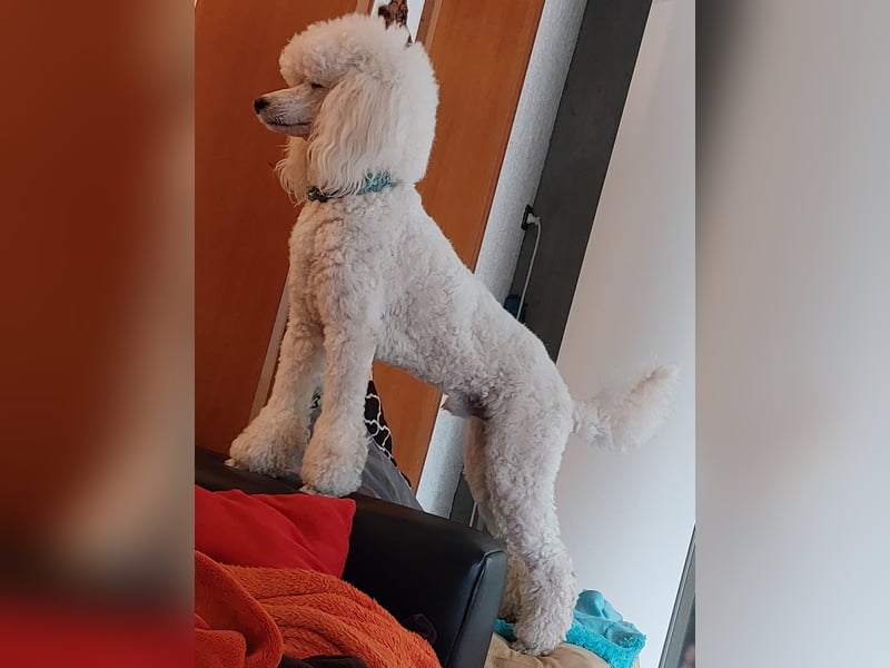 Großpudel Deckrüde /kein Verkauf