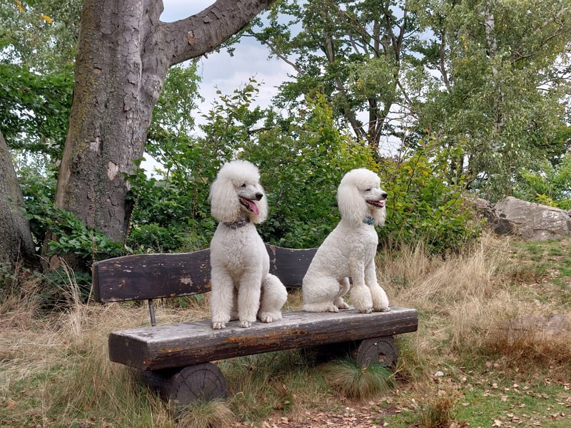 Großpudel Deckrüde /kein Verkauf