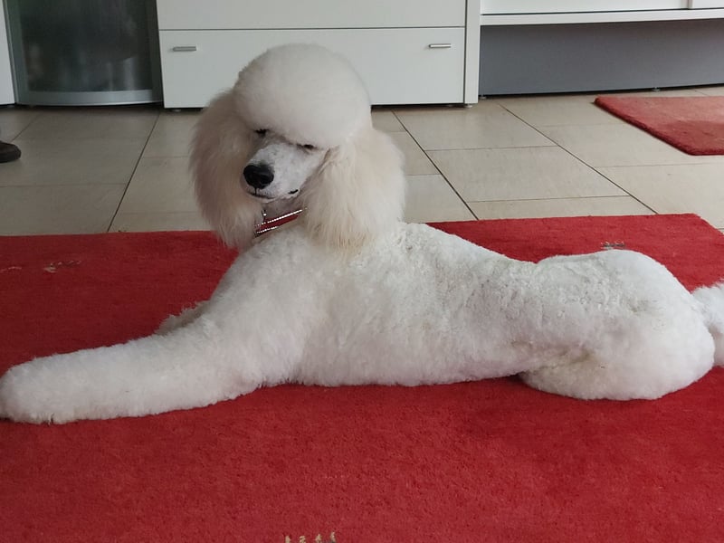 Großpudel Deckrüde /kein Verkauf