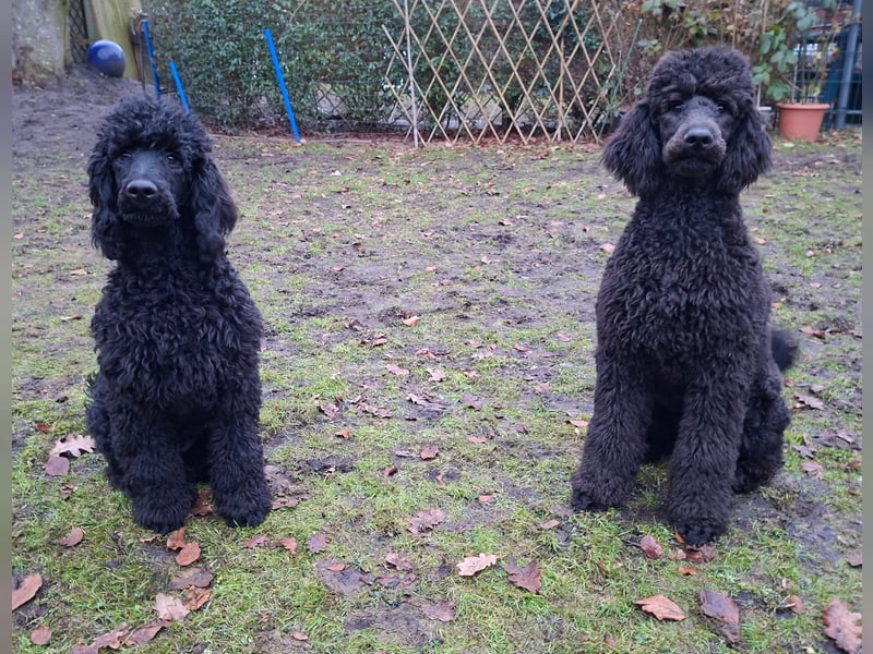 Großpudel / Königspudel Jungrüde schwarz Gary VDH/DPK Papiere