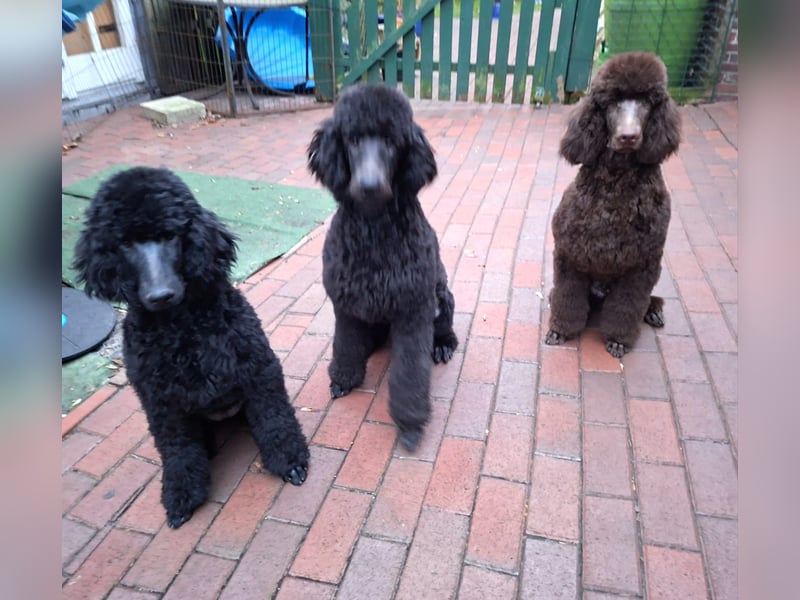 Großpudel / Königspudel schwarze Hündin Welpe Amira mit DPK/VDH Papiere