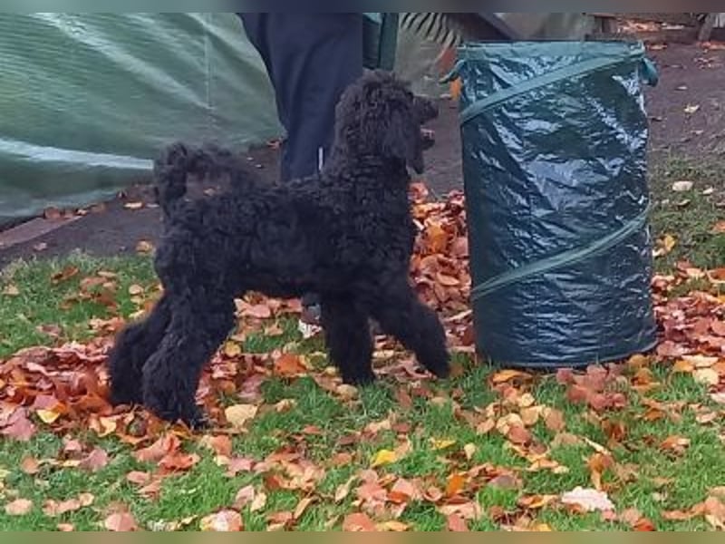 Großpudel Rüde Welpe schwarz,  navi grünes  Halsband