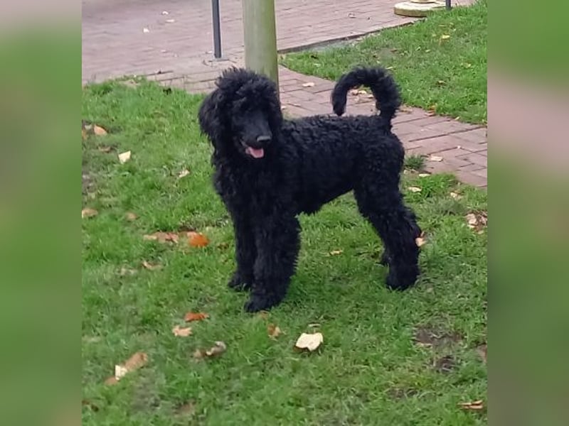 Großpudel schwarze Hündin Welpe Amira