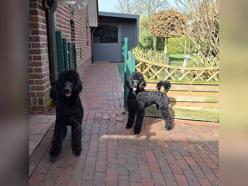 Großpudel / Königspudel schwarze  Junghündin Amira mit DPK/VDH Papiere