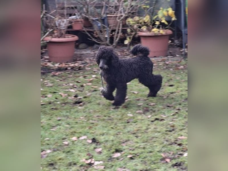 Großpudel / Königspudel Rüde Welpe schwarz Gary VDH/DPK Papiere