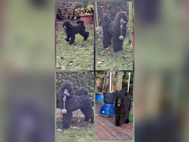 Großpudel / Königspudel Rüde Welpe schwarz Gary VDH/DPK Papiere