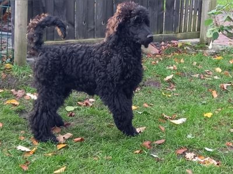 Großpudel schwarze Hündin Welpe Amira